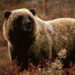 Hiker Killed by Grizzly Bear in Yellowstone National Park