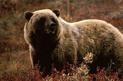 Hiker Killed by Grizzly Bear in Yellowstone National Park