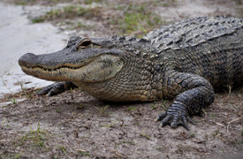 7-Year-Old Bitten by a Gator at Indiana Zao Island Amusement Park