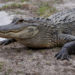7-Year-Old Bitten by a Gator at Indiana Zao Island Amusement Park