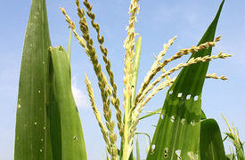 4 Illinois Corn Detasselers Electrocuted in Rural Whiteside County Field