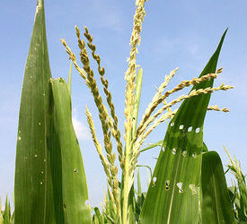 4 Illinois Corn Detasselers Electrocuted in Rural Whiteside County Field