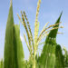 4 Illinois Corn Detasselers Electrocuted in Rural Whiteside County Field