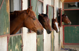 Horse Trainer Suffers Fatal Traumatic Brain Injury at Portland Meadows