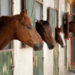 Horse Trainer Suffers Fatal Traumatic Brain Injury at Portland Meadows