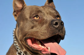 San Diego Girl, 6, Bitten in Face by Pitbull