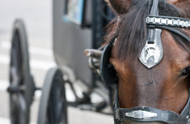 Two Horse-Drawn Carriages Crash at Applecrest Farm Orchards, 6 Injured