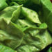FDA: Romaine Lettuce Recalled Over Listeria Contamination Fears