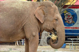 Ringling Bros. Settles Largest Fine in Animal Welfare Act History