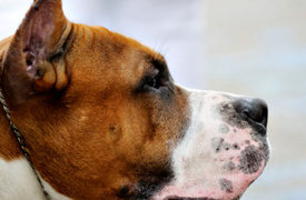 2 Pit Bulls Attack, Drag Colorado Woman by her Hair