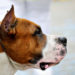 2 Pit Bulls Attack, Drag Colorado Woman by her Hair