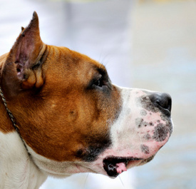 2 Pit Bulls Attack, Drag Colorado Woman by her Hair