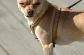 San Diego Woman Hit by Trolley While Chasing Runaway Dog