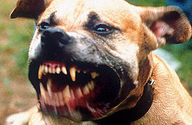 Dog Kills Child says Sulphur Springs injury attorney