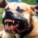 Dog Kills Child says Sulphur Springs injury attorney