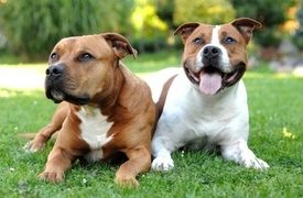 Two Pit Bulls Attack, Seriously Injure Chicago Lakeside Jogger