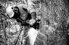 Perry County Logging Accident Kills Man