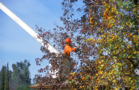 Iowa Man Electrocuted in Sac County Tree Trimming Accident