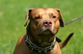 Montgomery County Police Shot and Kills Pit Bull That Attacked 2 Teens