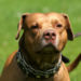 Montgomery County Police Shot and Kills Pit Bull That Attacked 2 Teens