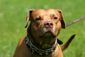 Montgomery County Police Shot and Kills Pit Bull That Attacked 2 Teens
