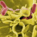 Salmonella used to kill cancer cells
