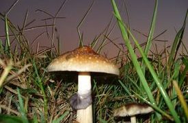 Hallucinogenic mushrooms may contain beneficial ingredient for cancer patients