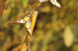 Soy linked to decrease in breast cancer recurrence