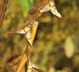 Soy linked to decrease in breast cancer recurrence